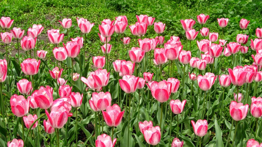 Рожеві тюльпани